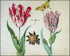 Голландские тюльпаны увековечили в искусстве