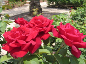 В Вашингтоне выращены неприхотливые розы