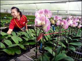 Тайваньские орхидеи становятся дешевле