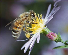Опыление цветов может стоить пчелам жизни