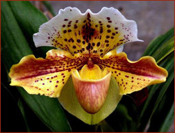 В Индонезии обнаружен новый сорт орхидей