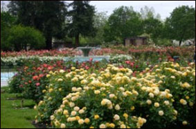Этот розовый сад – самый красивый в США