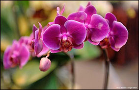 Как долго могут простоять орхидеи