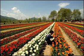 Тюльпановый рай переехал в Кашмир