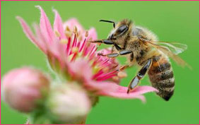 Английские пчелы предпочитают бархат