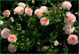 И форма, и цвет: английские розы от американских садоводов