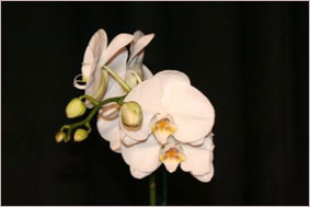 В Южной Каролине состоялось шоу орхидей