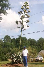 В Луизиане вырос чудо-кактус