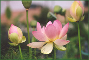 Какой цветок станет символом Вьетнама