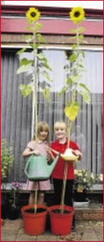 Пятилетние девочки вырастили гигантские подсолнухи