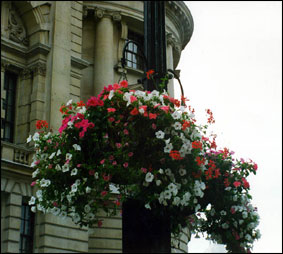 Английский город украсят цветами 