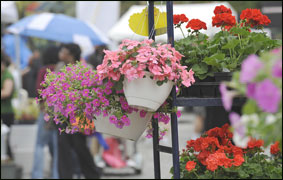 В Балтиморе прошел сытный фестиваль цветов 