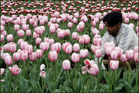 Тысячи тюльпанов распускаются в Шринагаре
