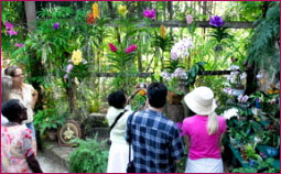 На Барбадосе открылся цветочный фестиваль