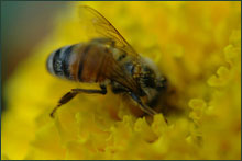 Жужжание пчел отпугивает гусениц