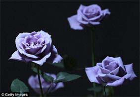 Легендарные голубые розы скоро поступят в продажу