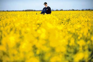 Поля Австралии покрываются золотистыми цветами канолы