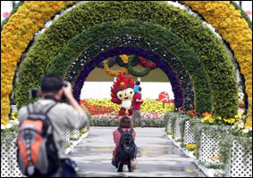 В Китае открывается фестиваль хризантем