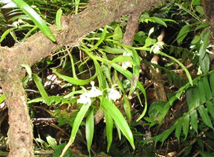 В центральных равнинах Коста-Рики найден “биологический бриллиант”