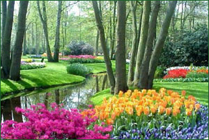 Знаменитый голландский парк в Кейкенхофе празднует 60 годовщину
