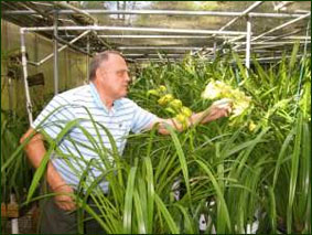Цветоводы доказали: орхидеи растут во Флориде