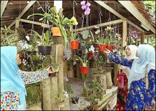 Цветочный рынок Малайзии не сдает позиций