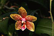 Орхидеи открывают весну в Бразилии