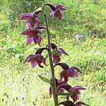 Редкие орхидеи похищены с территории Национального парка в английском графстве Дербишир