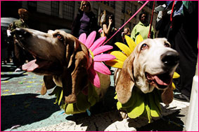 Цветочное шоу Мэйси открывает парад домашних животных
