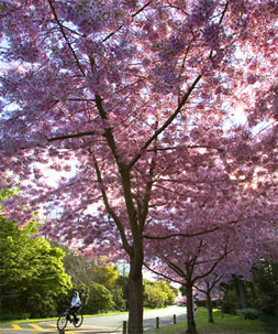 Японская вишня стала символом новозеландского цветочного шоу