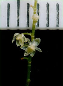 Открыта орхидея размером два миллиметра