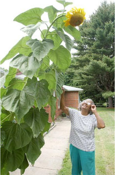 Жительница американского городка Лоуренс вырастила гигантские подсолнухи… случайно
