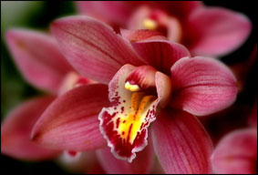 Орхидеи: выбирайте самые миниатюрные